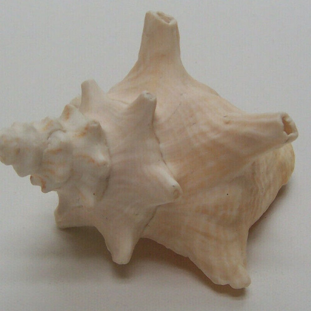 Large Conch Shells - Picture 2 of 5